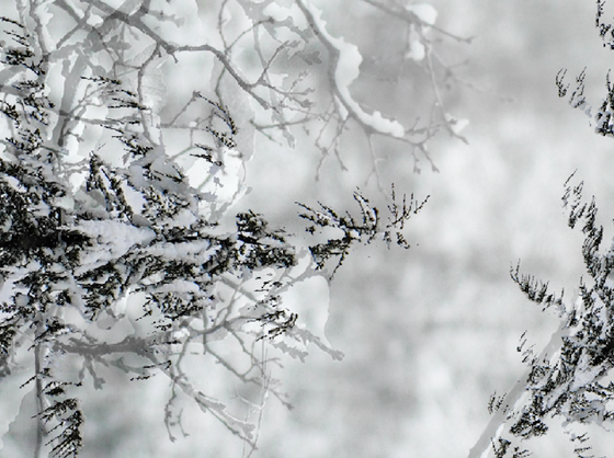 Snow Hunter Camo